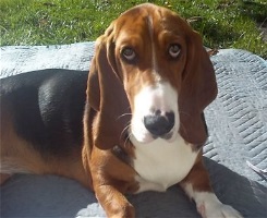 basset