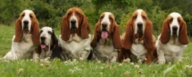 basset2_400
