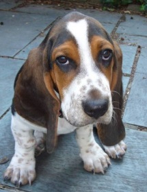 basset3_400